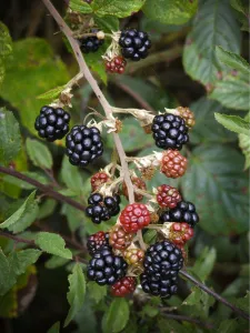 Blackberries ripening in Kentish hedgerow credit: Marie-Louise Avery / thePictureKitchen