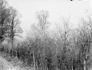 Blackthorn blossom in Farningham, Kent. 1936