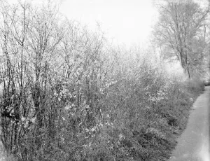 Blackthorn blossom in Farningham, Kent. 1936