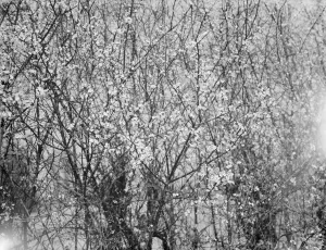 Blackthorn blossom in Farningham, Kent. 1936