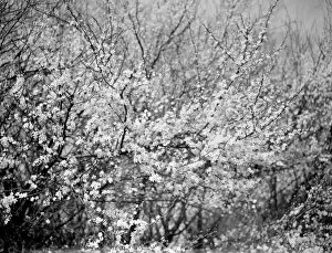 Plant Collection: Blackthorn blossom in Farningham, Kent 1938
