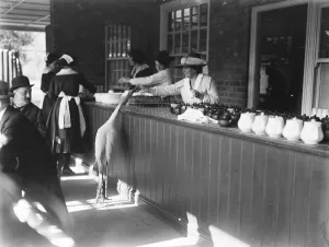 Blue crane at Kew Gardens enter the buffet and fed over the counter. 17 October 1919
