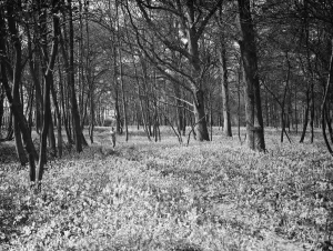 Bluebells in Chislehurst Woods, Kent. 1935