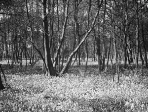 Wood Prints: Bluebells in Chislehurst Woods, Kent. 1935