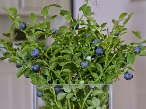 Blue Prints: Blueberries on their stems picked as a bouquet in glass vase in Swedish interior credit