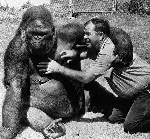 Animals Collection: Bob Noell tickling a gorilla. 18 April 1968