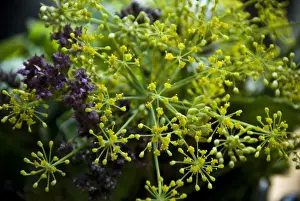 Bouquet of culinary herbs in swedish preserving crock credit: Marie-Louise Avery