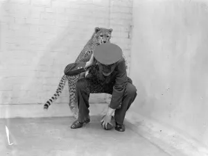 Boxing Betty, zoo cheetah, turns keeper into sparring partner. Boxing Betty