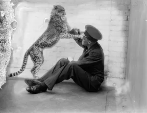 Boxing Betty, zoo cheetah, turns keeper into sparring partner. Boxing Betty