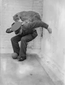 Boxing Betty, zoo cheetah, turns keeper into sparring partner. Boxing Betty
