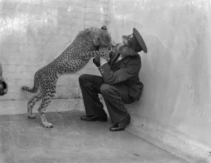 Boxing Betty, zoo cheetah, turns keeper into sparring partner. Boxing Betty