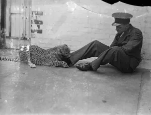 Boxing Betty, zoo cheetah, turns keeper into sparring partner. Boxing Betty