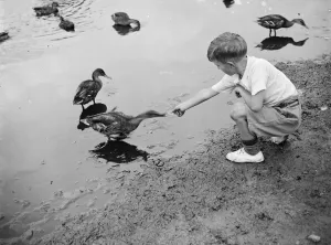 Shorts Prints: A boy feeding ducks. 1935