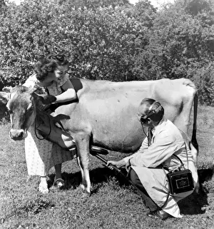 Hobbies Prints: Brightling tests a cow, if she has swallowed bits of wire while grazing, he will