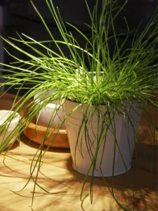 Kitchen Prints: Brightly lit pot of chives on kitchen counter credit: Marie-Louise Avery / thePictureKitchen