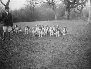Brighton foot beagles meet at Rockrose, Clayton Hill. A fine study of some of the dogs