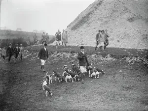 Brighton foot beagles meet at Rockrose, Clayton Hill. Moving of amongst the chalk pits