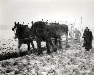Britain needed food, nothwithstanding the harsh winter. Ploughing, 4 horse team