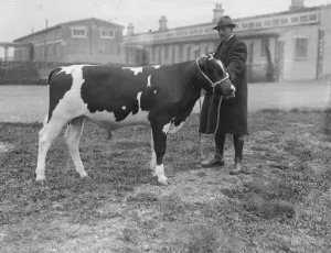 British Friesian cattle societys spring show and sale at Slough Messrs A J Brown