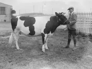 Agriculture Agricultural Prints: British Friesian cattle societys spring show and sale at Slough Messrs A J Brown