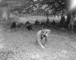 At Brockenhurst in the New Forest, Hampshire, the Forestry Commissions School