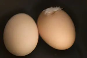 Eggs Prints: Two brown eggs on black background with feather credit: Marie-Louise Avery / thePictureKitchen