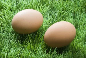 Eggs Prints: Two brown eggs on fake green plastic grass credit: Marie-Louise Avery / thePictureKitchen