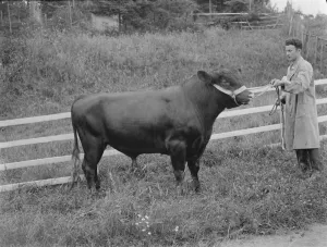 Herd Prints: A bull. 1935