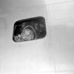 Plane Prints: Bull in aeroplane. 10 June 1959