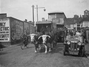 Double Decker Prints: A bullock and cart holding up traffic in Sidcup, Kent. 1938