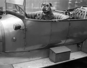 Bully (the mascot of the Royal Flying Corps). 20 October 1917
