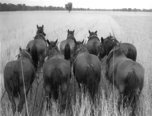 Crop Prints: Bumper Australian wheat crop will aid starving Europe after World War II food shortage