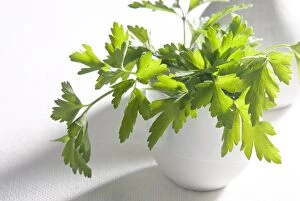 Leaves Collection: Bunch of flat parsley in small ceramic cup credit: Marie-Louise Avery / thePictureKitchen
