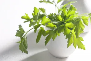 Bunch Prints: Bunch of flat parsley in small ceramic cup credit: Marie-Louise Avery / thePictureKitchen