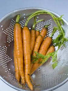 Preparation Prints: Bunch of fresh young carrots with tops, draining in old aluminium colander credit