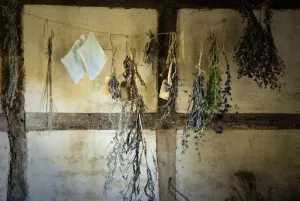 Bunches of fresh herbs hanging in the interior of fifteenth century cottage at Singleton