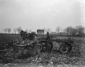 Farming Prints: Bunching leeks together on a cart in Dartford marshes. 1939