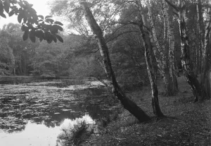 Wood Prints: Burnham Beeches