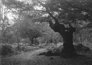 Burnham Beeches