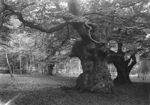 Burnham Beeches