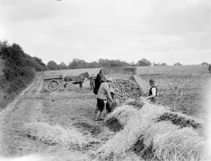 Horse Drawn Prints: Burying the potatoes in a potato clam at St Mary Cray, Kent. 1938
