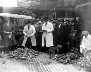 A busy scene at Rabbit skin Corner, Smithfield Market where thousands of skins