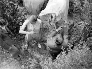 Butterfly Farm at Bexley, Kent. 1933