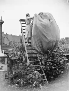 A butterfly farm at Bexley. A woman catching butterflies with a huge net on top of