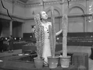 Funny Prints: The cactus comes ingtio its own!. Many varities at London exhibition. Cacti have