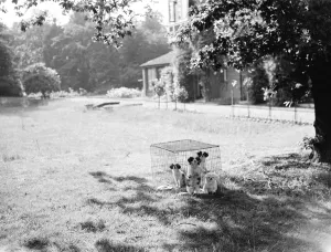 Caged puppies at in the garden at Kemnel Warren, Chislehurst, Kent