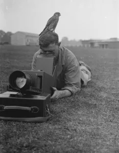 A cameraman takes photos while a kestrel sits waiting. 24 August 1937