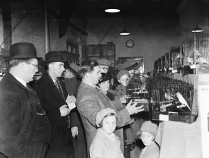 Canaries in cages at a bird show in Sidcup, Kent. 1936