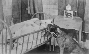 The canine nurse. Highest salaried dog on the Movies. Brownie, the highest