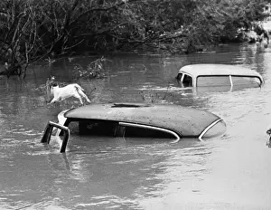 Cat Leap to Safety - Three Rivers, Texas - 26 September 1967 A cat who spent three